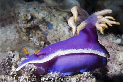 Pretty Nudi...
Another one of my trials with the SB800 F... by Andre Yanco 